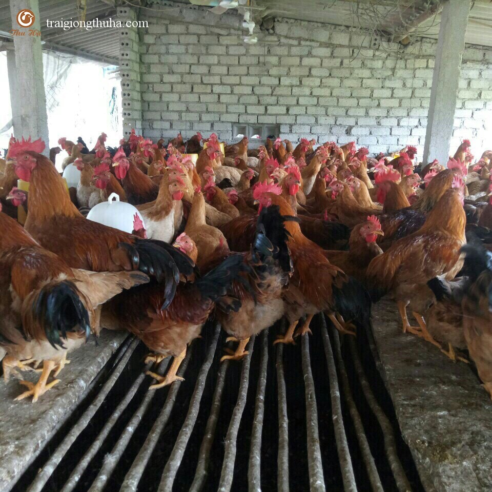 Gà ri lai 1/2 trưởng thành