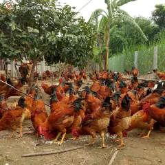 Gà ri lai 1/2 bố mẹ