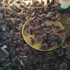 Gà sao con