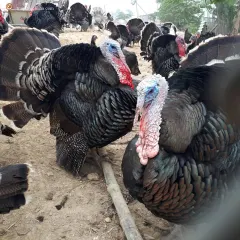 Gà tây bố mẹ