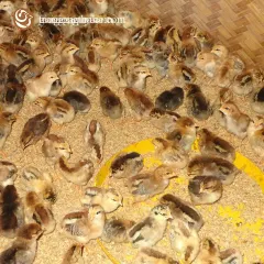 Gà vbt giống