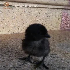 Gà h'mông giốngG