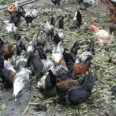 Gà h'mông hậu bị