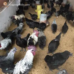 Gà h'mông lai hậu bị