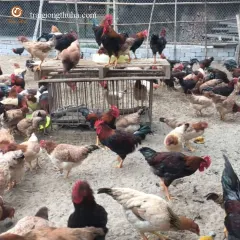 Gà lạc thủy bố mẹ
