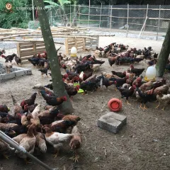 Gà lạc thủy hậu bị