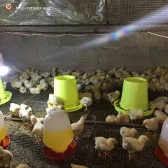 Gà lạc thủy úm 2 tháng