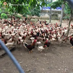 Gà mía trưởng thành