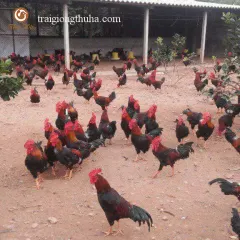 Gà mía thuần chọn trống