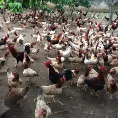 Gà mía thuần hậu bị