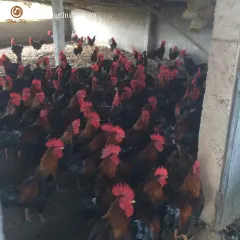Gà mía thuần bố