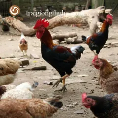 Gà mía sơn tây hậu bị