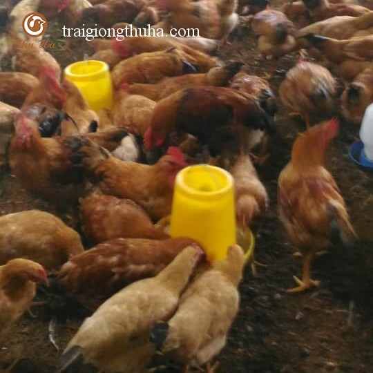 Ga Ri Vang Rơm Lai 3 4