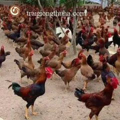 Gà ta lai nòi bình định