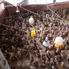 Gà ta lai nòi giống