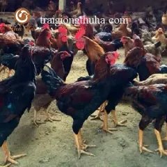 Gà ta lai nòi trưởng thành