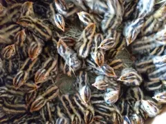 Chim cút 1 ngày tuổi