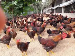 Gà ta lai nòi bố mẹ