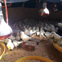 Gà ác lông trắng hậu bị