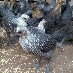 Gà ác lông đen hậu bị