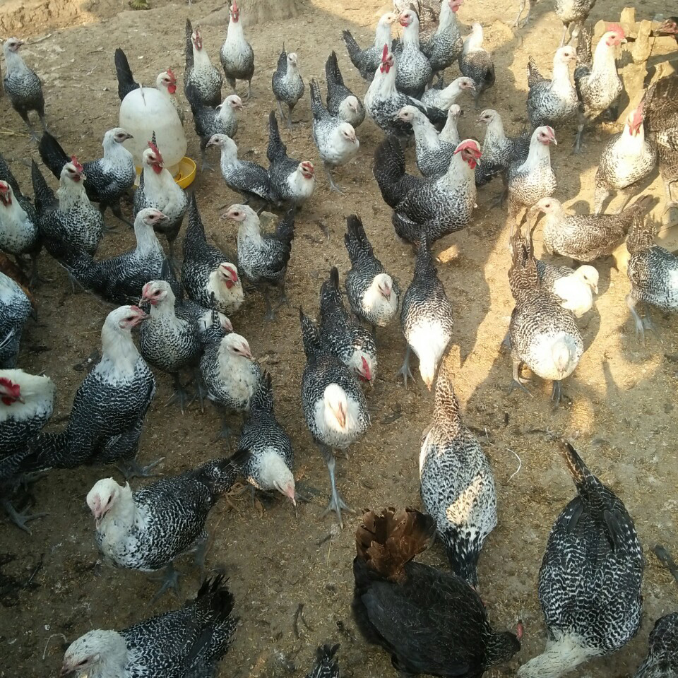 Gà siêu trứng bố mẹ