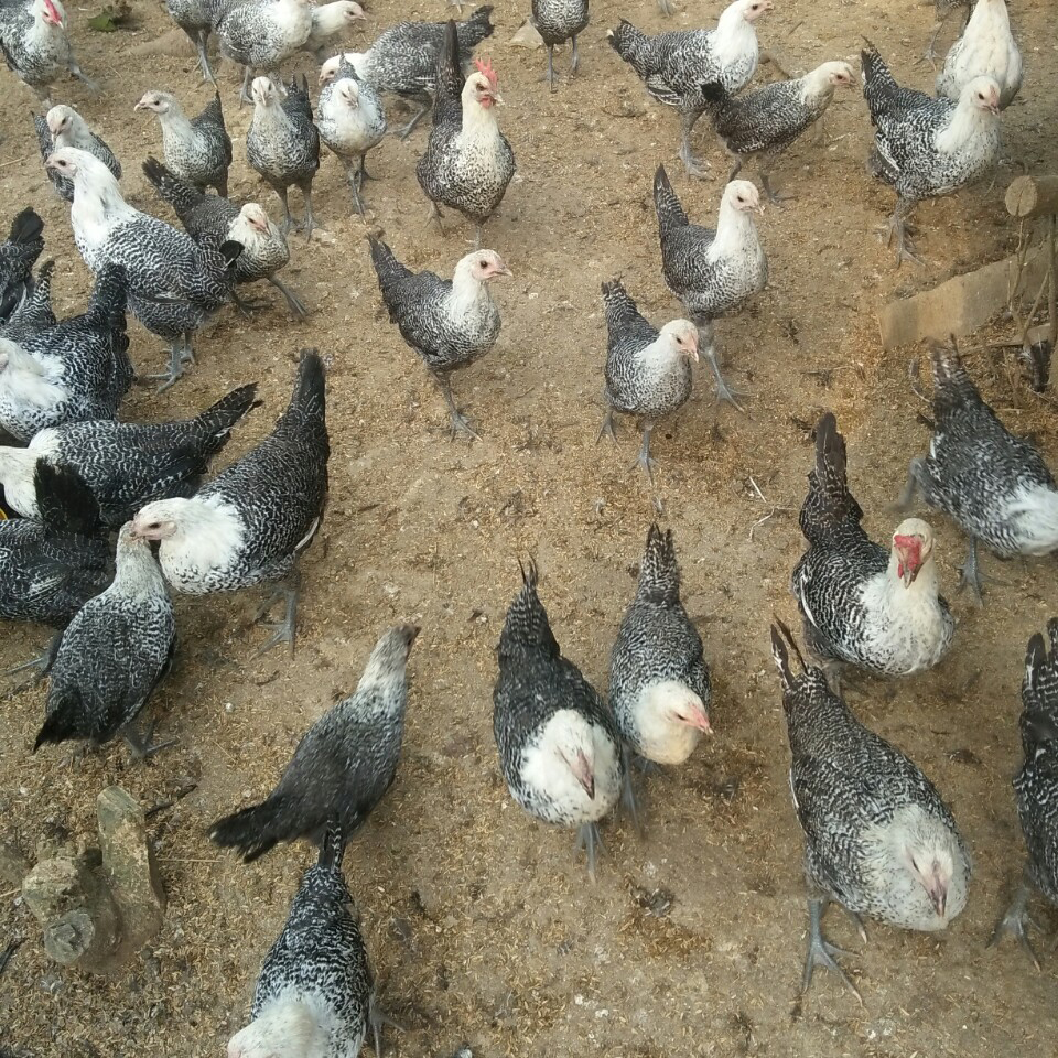 Gà ai câp hậu bị