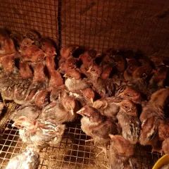 Gà siêu trứng ai cập 1 tuần tuổi