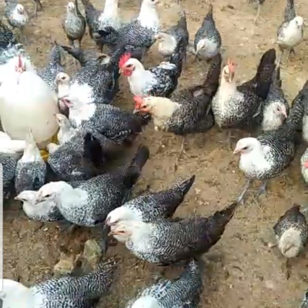 Gà ai cập hậu bị