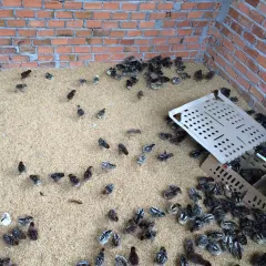 Gà ai cập bóc trứng