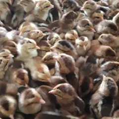 Gà chíp tía mận bóc trứng