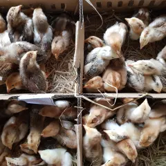 Gà hồ lai bóc trứng