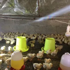 Gà lạc thủy 1 tuần tuổi