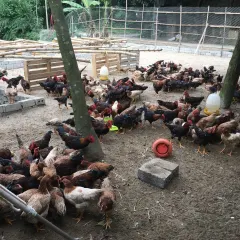 Gà lạc thủy bố mẹ