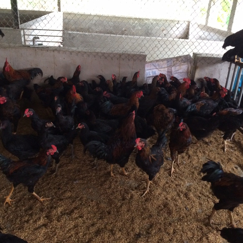 Gà lai chọi đen bố mẹ