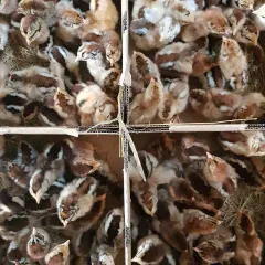 Gà lai chọi tía giống