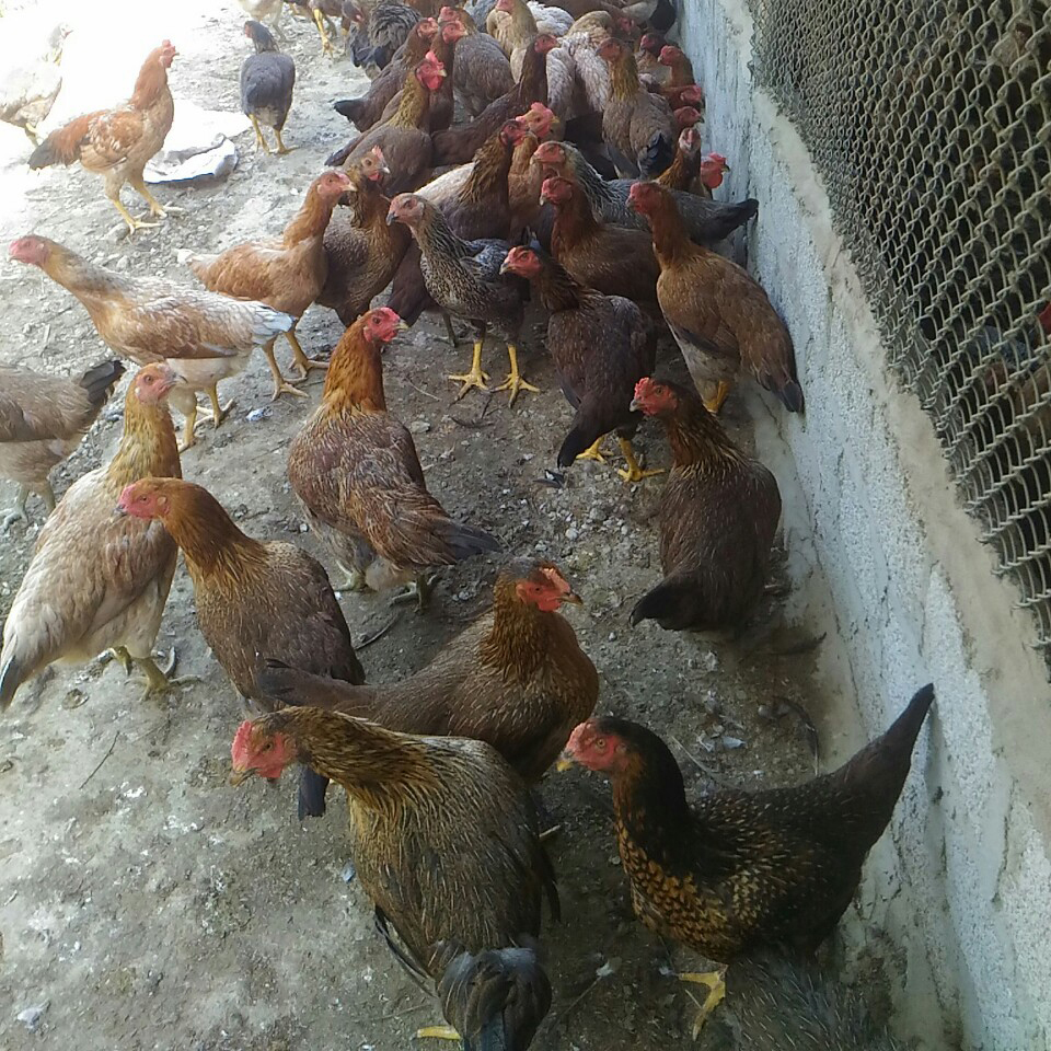 Gà lai chọi tía mái