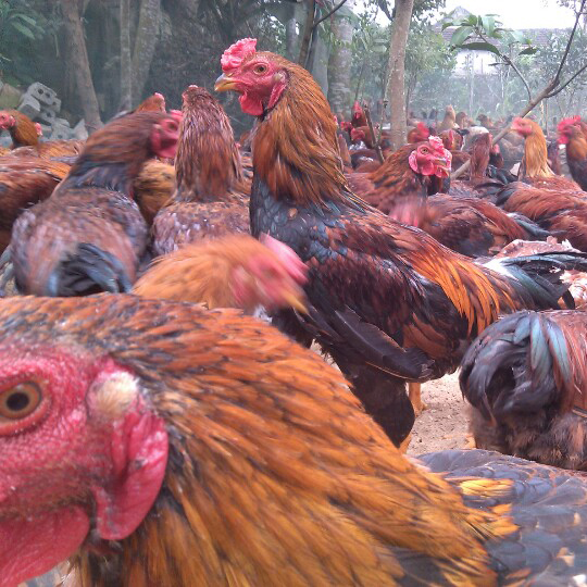 Gà lai chọi tía trưởng thành