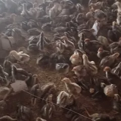 Gà lai chọi tía bóc trứng