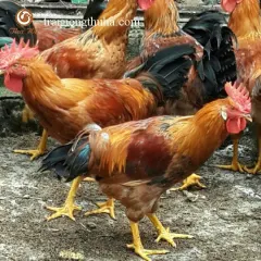 Gà vbt trống