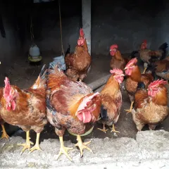 Gà lương phượng trống