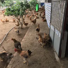 Gà lương phượng bố mẹ
