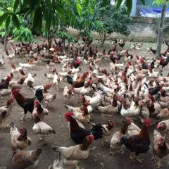 Gà mía sơn tây hậu bị