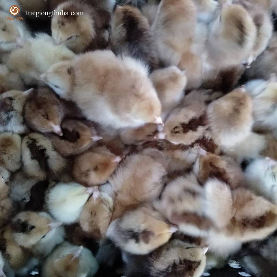 Gà ta lai 1/2 bóc trứng