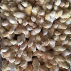 Gà ta lai mới nở