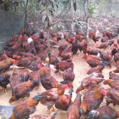 Gà ta lai chọi trưởng thành
