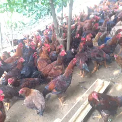 Gà ta lai chọi hậu bị