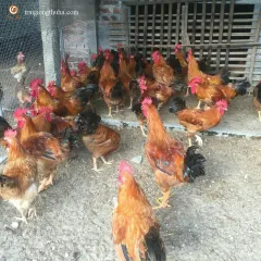 Gà ta lai 1/2 trưởng thành