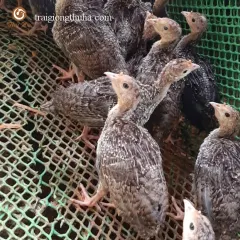 Gà tây 10 ngày tuổi