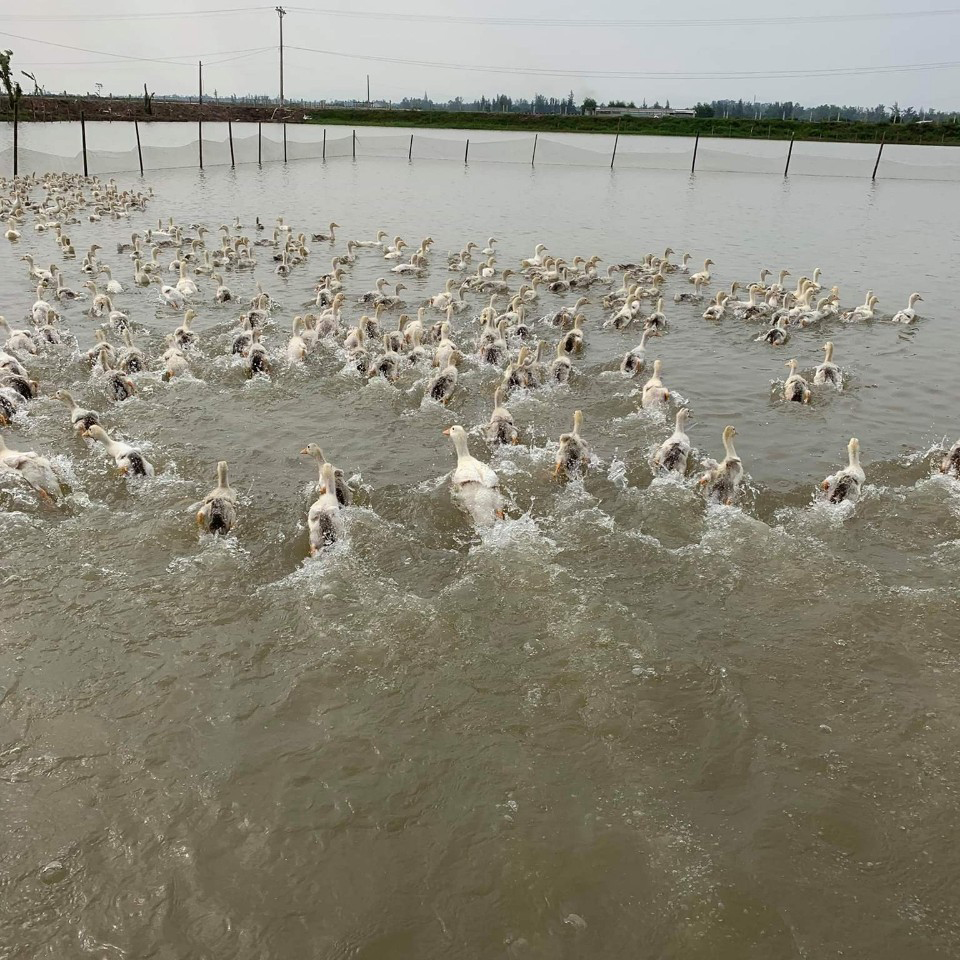 Vịt cổ cò trưởng thành