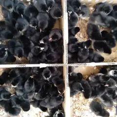 Gà lai chọi đen 1 ngày tuổi